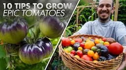 10 tips to grow tomatoes in raised beds