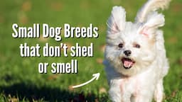 The Best Small Dog Breeds That Don't Shed OR Smell!