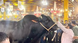 Boss Bull Won All Pakistan Heavyweight Bulls Competition Faisalabad 2024 #cattlemarket #cow #cattle