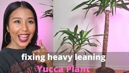 Fixing heavy leaning Yucca Plant | Repotting and dividing big Yucca plant.