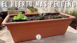 Huerto Urbano Mini, Cómo Hacerlo En Casa🪴🏡🥬