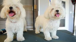 Two Maltese Get a Makeover!