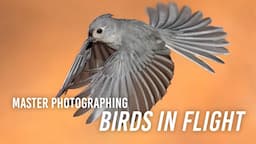 Master Photographing Birds in Flight