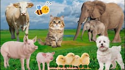 Farm Animals and Their Sounds: Cow, Chicken, Pig, Elephant, Duck, Cat - Animal Videos