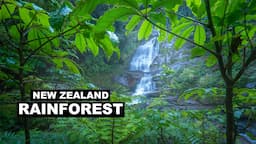 Forest Photography in New Zealand