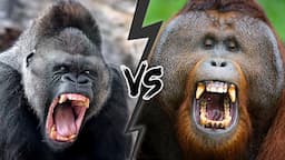 GORILLA vs ORANGUTAN - Who is the KING of the Great Apes?