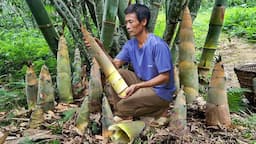 Liziqi harvesting giant bamboo shoots to cook dinner - Country Life Food Vlog @cnliziqi