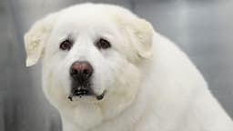 She puts the GREAT in Great Pyrenees