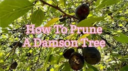 How To Prune A Damson Tree, Rejuvenating A Damson Tree, Get Gardening