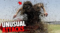 The Most BIZARRE Animal Attacks on Humans MARATHON!