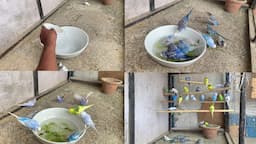 How To Bath Budgies Parakeet Summer Time Easy Way 🛀🛀