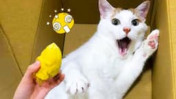 New Funny Animals 😂 Funniest Cats and Dogs Videos 😺🐶 Part 14 - Moo TV