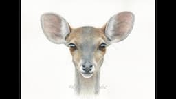 How to Paint a Realistic Deer in Watercolor