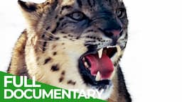 Wild Cats - Asia | Free Documentary Nature