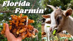 Living on a Farm in Florida | Organic Farming and Seasonal Healthy Eating