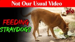 Feeding Chicken Biryani to Stray Dogs Vlog