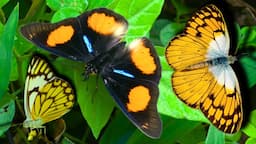 Butterflies in Uganda