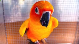 New Exotic Bird Collection || Sun Conure || African Grey Parrot