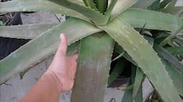 Let's Talk About Aloe Vera