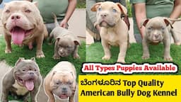 ಬೆಂಗಳೂರಿನ Top Quality American Bully Dog Kennel | Sanchu Pets | Puppies for sale | Dog Kennel