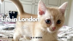 We Got a Kitten • What Life In London Looks Like • Cooking, Gym, Cleaning 🇬🇧