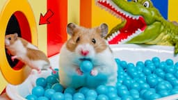 Hamster's Great Escape: Crocodile Hamster Maze with Traps - OBSTACLE COURSE