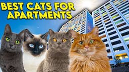 Apartment Cats: The Perfect Breeds