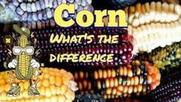 Malted Corn Varieties for the Hobby Distillers