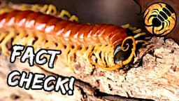 Correcting Coyote Peterson on Centipedes