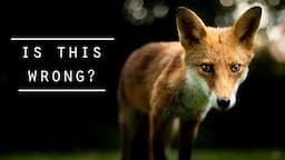 Wildlife Photography in the city - Foxes