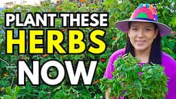 10 Easy Herbs to Start from Seed For A Fall Garden | Herb Growing Tips and Benefits