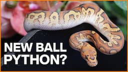 New Ball Python - Now What?! Tips For Success!