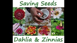 ASMR Gardening ~ Saving Seeds from Dahlias and Zinnias I Grew ~ Crinkly Dry Flowers Sound So Good!!