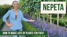 How to take Nepeta Cuttings