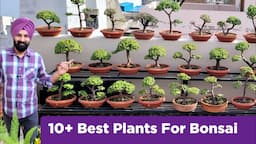 Names of best 10+ plants for bonsai garden / My Bonsai Tree Collection