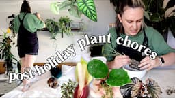 getting back into plant care post-holiday 🪴 Plant Chores Vlog & Updates