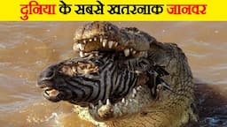 दुनिया के सबसे खतरनाक जानवर | The Most Dangerous Animals in the World