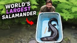 I Found The World's Largest Salamander