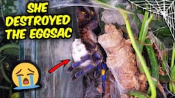 I AM SHOCKED! Metallica Destroyed her Eggsac, and lost a leg...