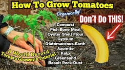 Watch This Before Growing Tomatoes! Common Mistakes Explained by World Record Tomato Grower!