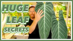 The SECRET to LARGE Philodendron Leaves | CHOP & DROP Method