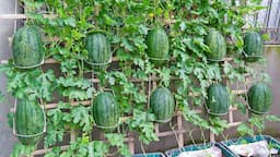 Growing watermelons simply in containers, each plant harvests 10 fruits