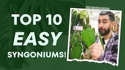 🍃 Top 10 Hidden Gems: Syngoniums You NEED! 🌿 | Dive In Now!