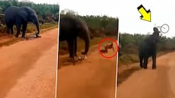 BRUTAL ATAQUE DE ELEFANTE - ANIMALES SALVAJES ATACANDO A LOS CICLISTAS