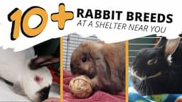 10+ Beautiful Rabbit Breeds You Can Find at an Animal Shelter