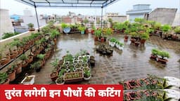 तुरंत लगेगी इन पौधों की कटिंग बस लगाने का सही तरीका जानलो / Plants to grow by cuttings names