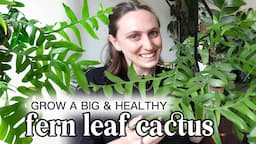 How I grow my Fern Leaf Cactus BIG & healthy! 🪴 Selenicereus Chrysocardium Care