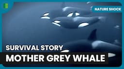 Ocean Predators Unleashed - Nature Shock - Documentary