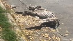 He was lying there, breathless in the scorching sun  what happened to him