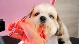 The SWEETEST rotund marshmellow grooming ❤ SHIH TZU